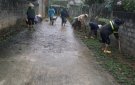 Các thôn trên địa bàn xã Quang Trung tranh thủ thời tiết mưa ẩm tích cực vận động nhân dân trồng hàng rào xanh